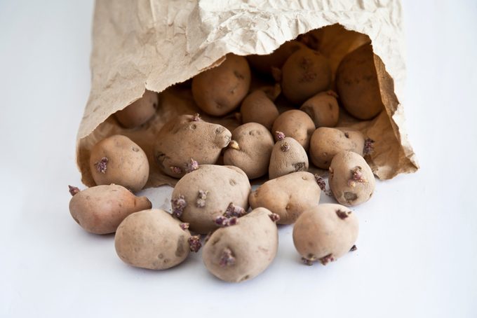 Seed potatoes