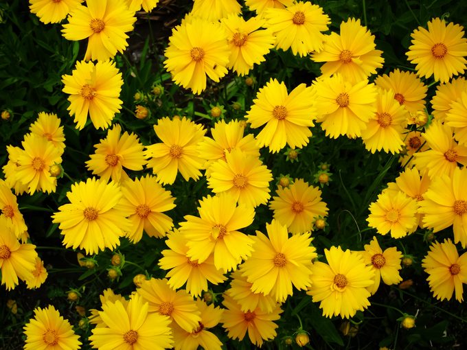 Yellow flowers of lance-leaved coreopsis (Coreopsis lanceolata) in garden. Textured