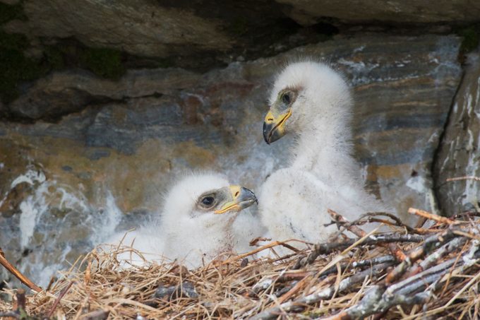 Golden Eagle chicks (Aquila chrysaetos) in nest, Seward Peninsula, Alaska, USA