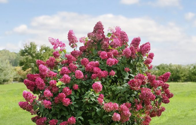 'Fire Light' panicle hydrangea