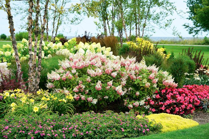 Panicle hydrangea, proven winners