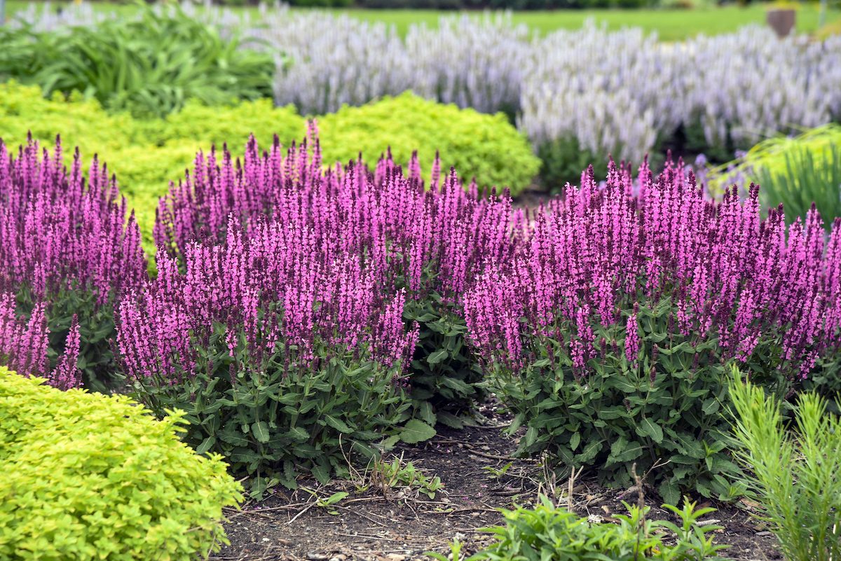 Pw Salvia Pink Profusion Apj22 3