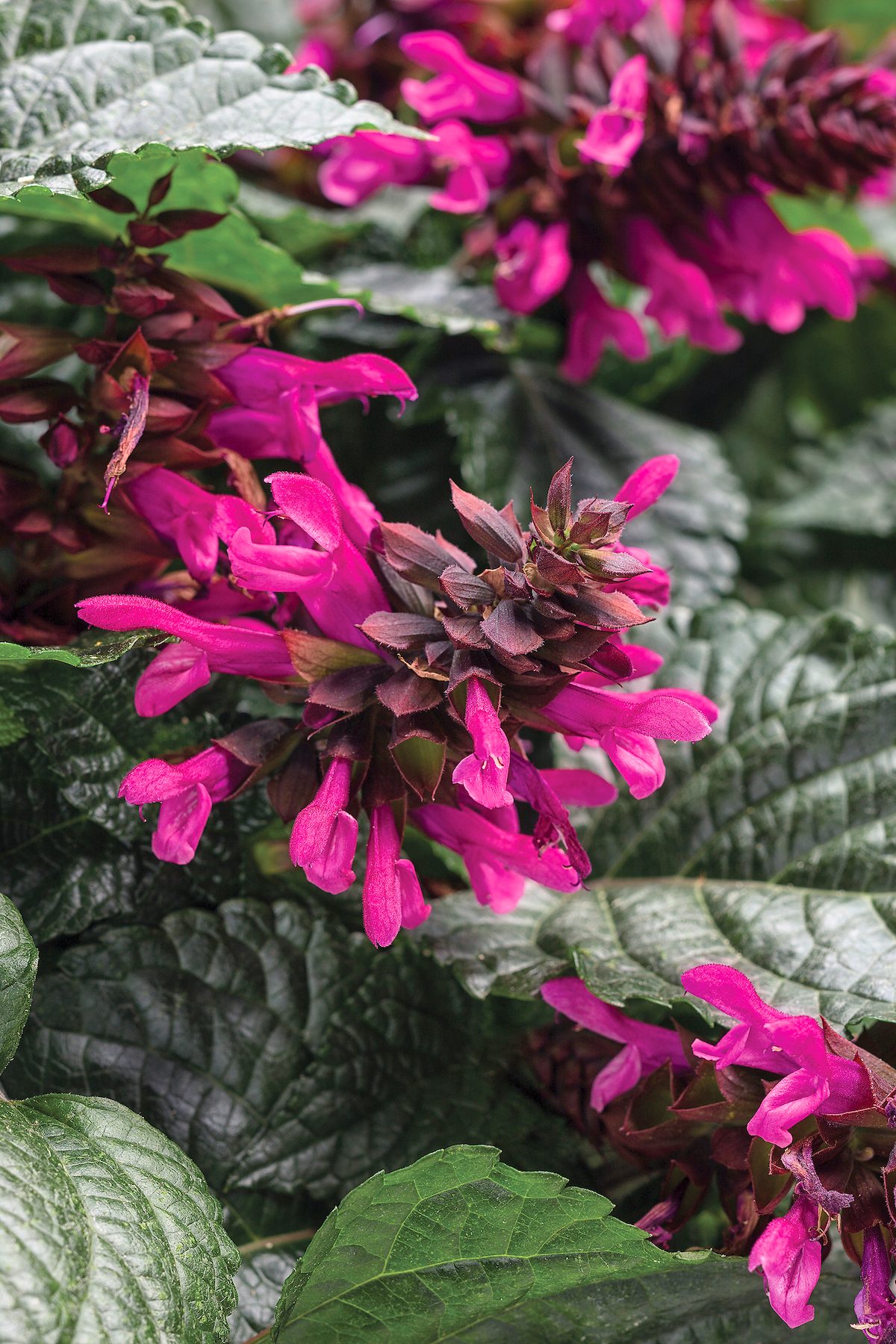 Pw Salvia Rockin Fuchsia