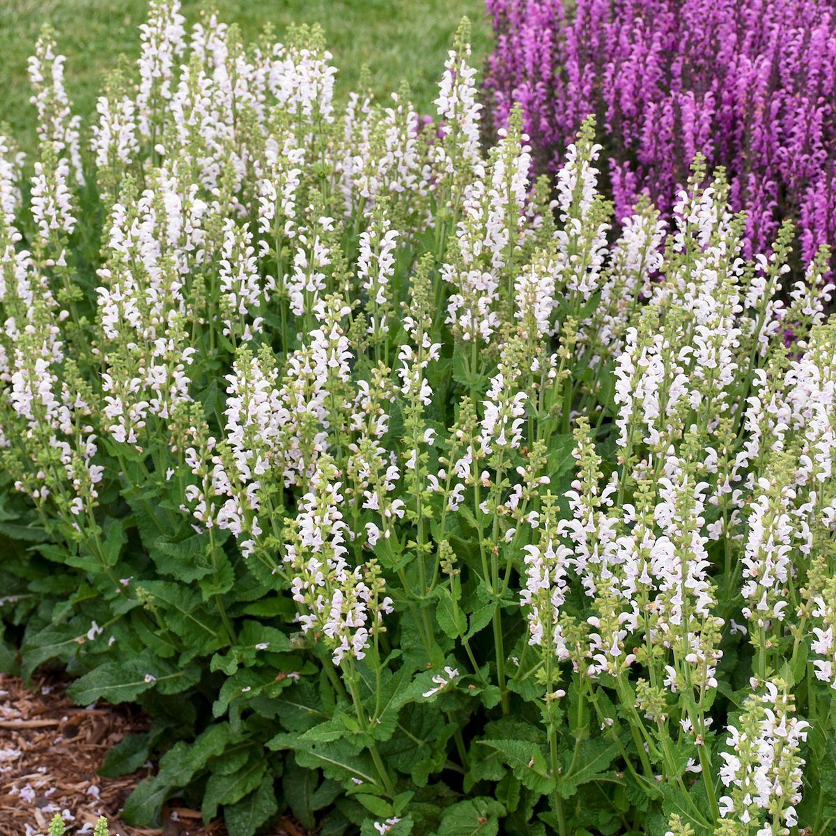 Pw Salvia Snow Kiss