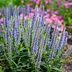 Speedwell (Veronica) Plant Care and Growing Tips