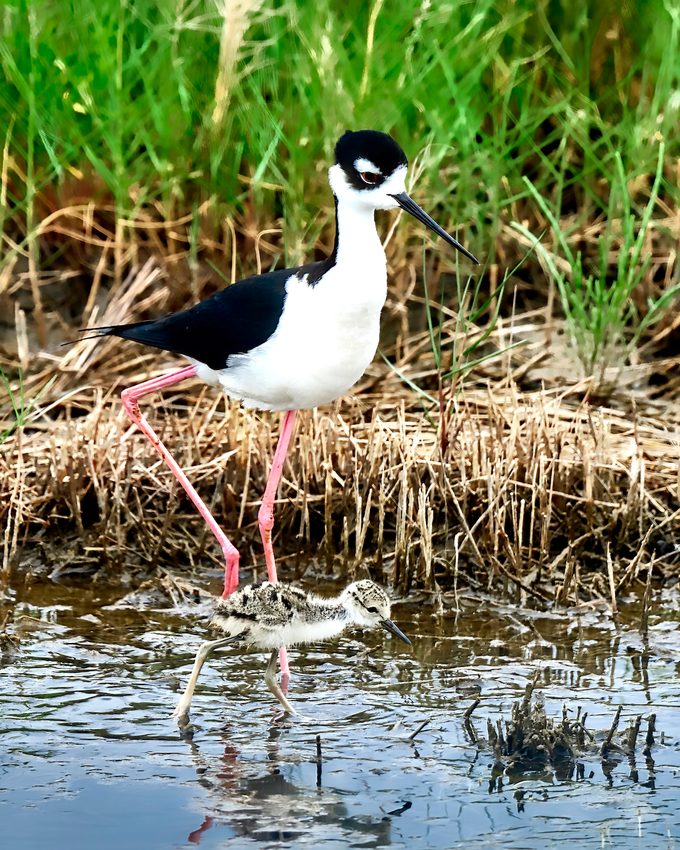 Black Necked Stilt