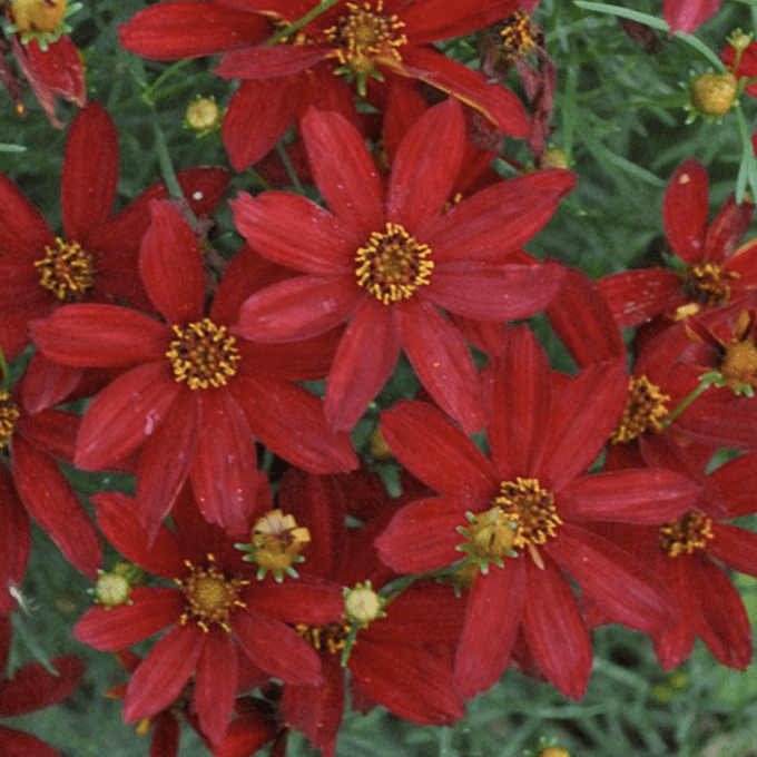 hot paprika tickseed