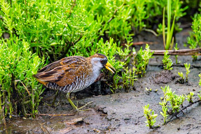 Sora rail Foraging In Marsh, Texas Coast
