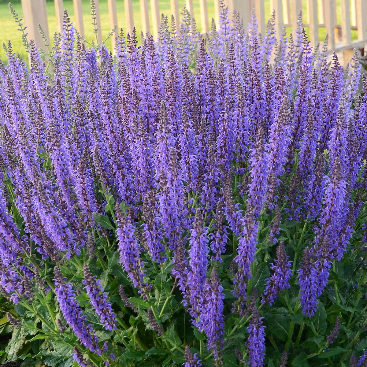 Walters Salvia Nemorosa May Night