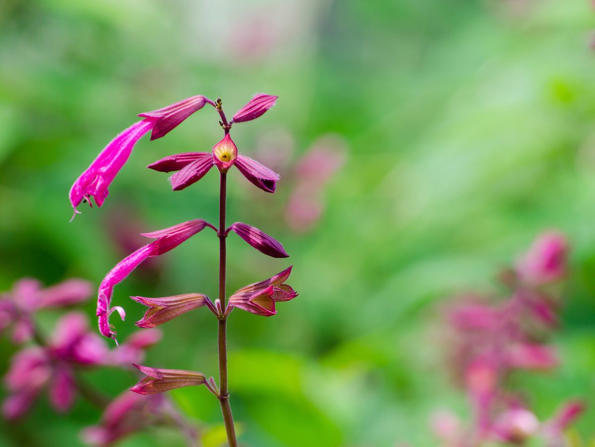 Purple,"salvia,wendy's,wish",flower,in,a,spring,season,at
