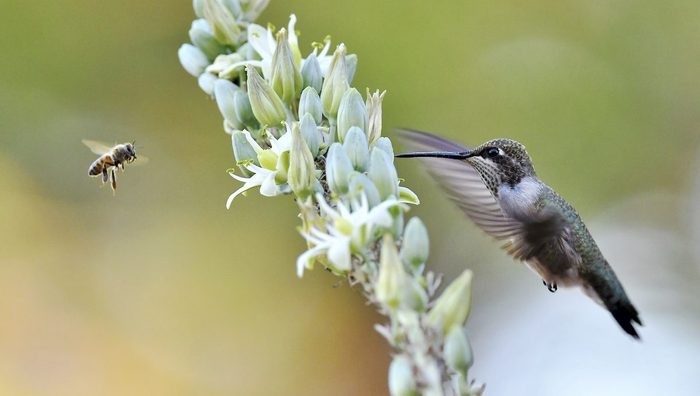 12 Lisa Renee Ludlum Bbas24, bee pictures