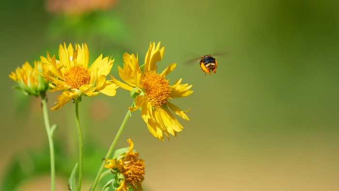 12 Sheila Laabs Bbas24, bee pictures