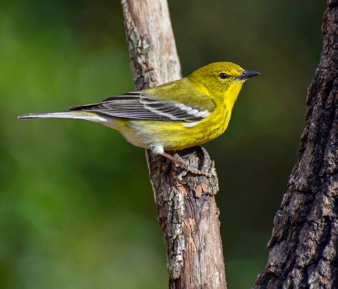 pine warbler