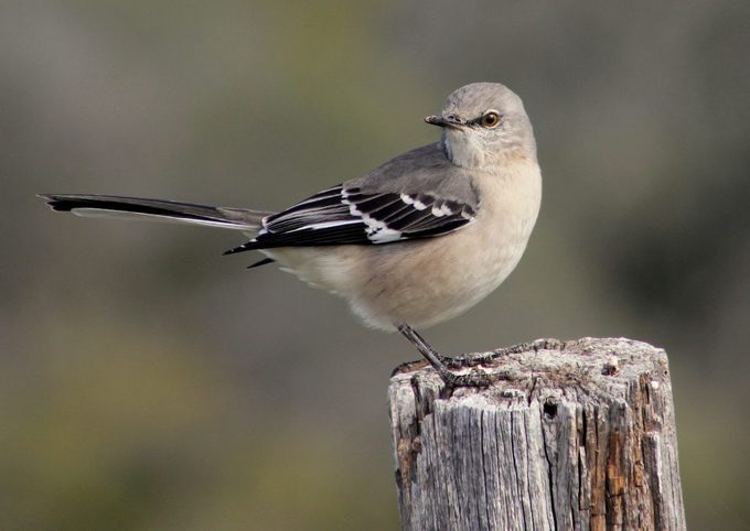 251837697 1 Helen Fojtik Bnb Bypc2020, birds that sing at night