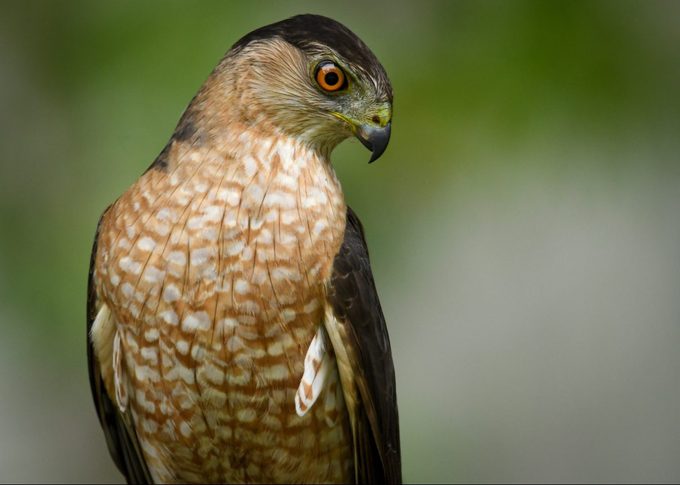 This Is Why Hawks Sit by Highways