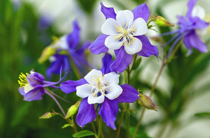 columbine