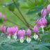 Bleeding Heart: Pretty Cottage Garden Blooms