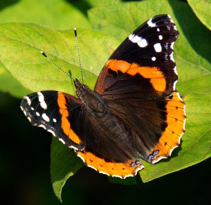 Identify and Attract a Red Admiral Butterfly