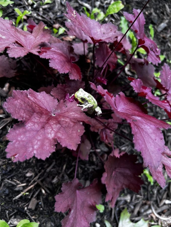 coral bells heuchera