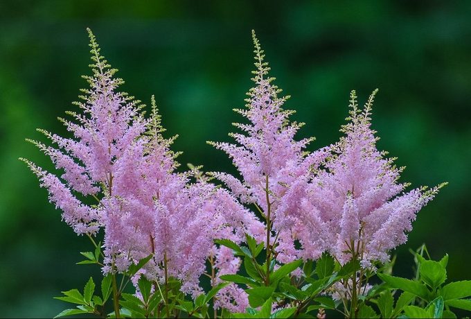 astilbe, perennial flowers for shade