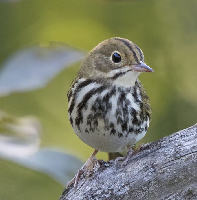 ovenbird, birds that sing at night