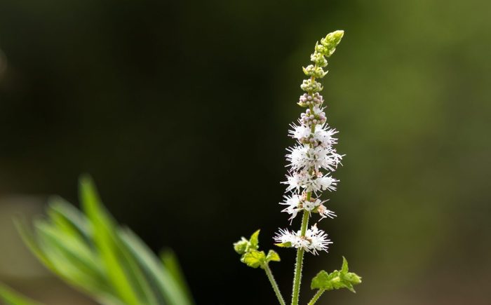 Black Cohosh: White Efflorescence