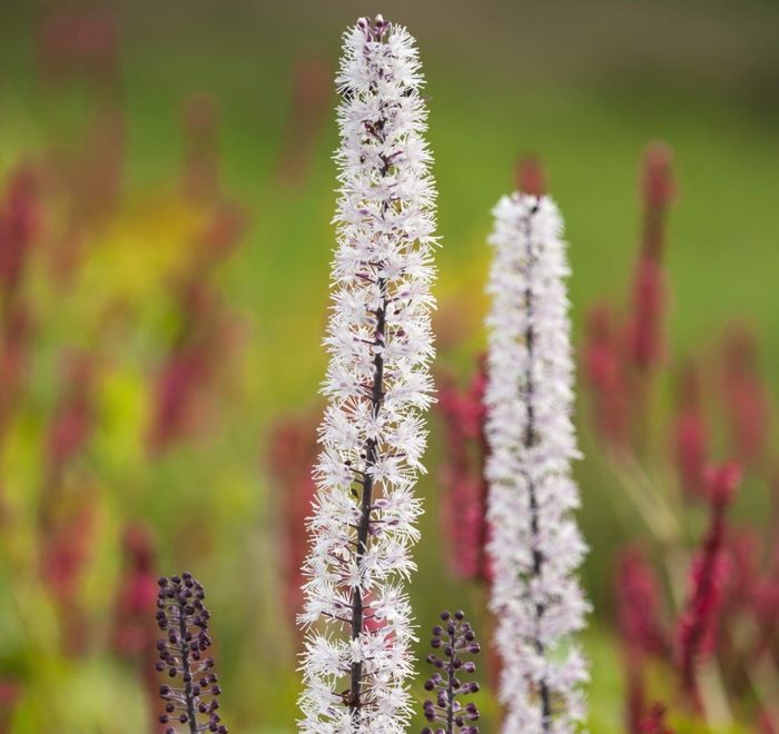 Rhs Garden, Wisley: Close Up Of White Flower Of Actaea Simplex Atropurpurea Group Perennial, Summe, perennial flowers for shade