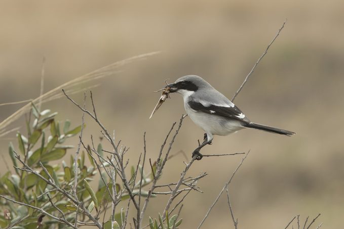 Loggerhead Shrike with prey