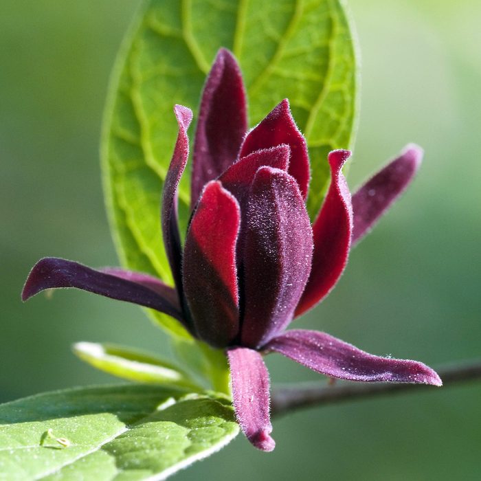 Sweetshrub (calycanthus Floridus) Great Smoky Mountains National Park, North Carolina, Usa