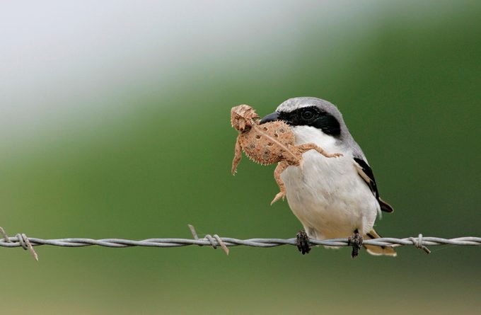 Loggerhead Shrike Holding Texas Horned Lizard
