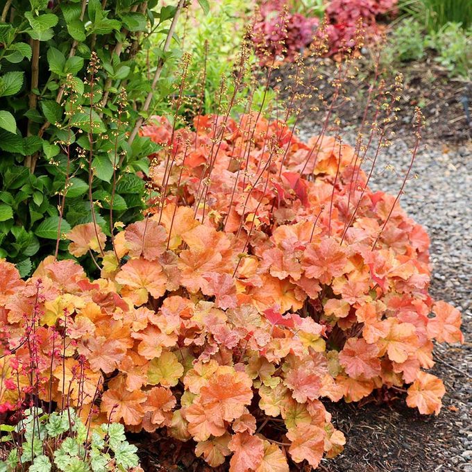 Heuchera Northern Exposure Amber 5