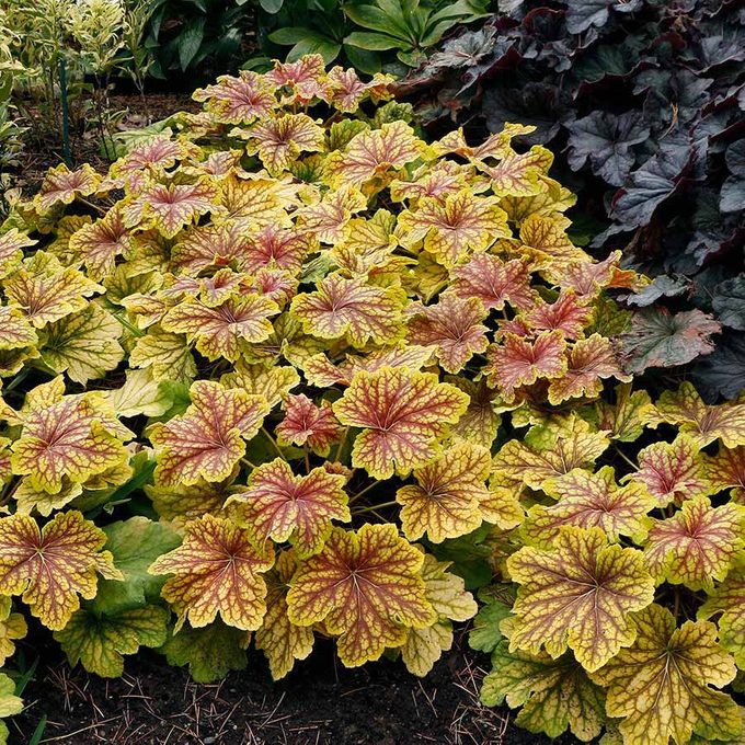 Heuchera Red Lightning 7 1