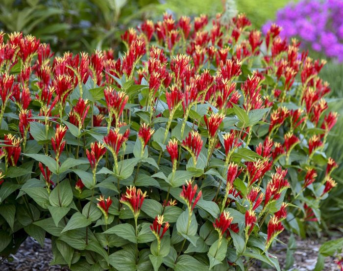 Walters Spigelia Marilandica Little Redhead 0004 High Res, perennial flowers for shade