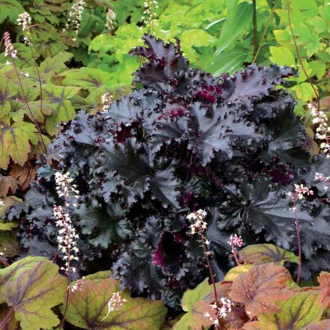 Heuchera Black Taffeta 1