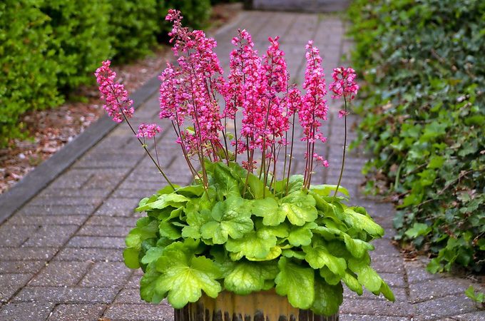 Heuchera Timeless Glow Apj17 24