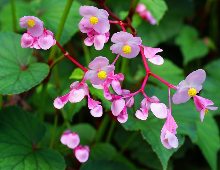 Pink,hardy,begonia,blooms,in,autumn,(begonia,grandis)