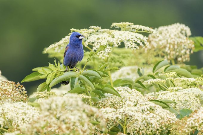 Blue,grosbeak,male,perched,on,american,black,elderberry,,marion,county,