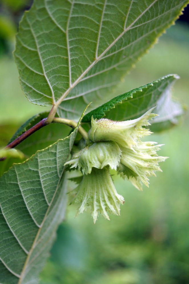The,ruffled,green,husks,covering,the,developing,nuts,on,american