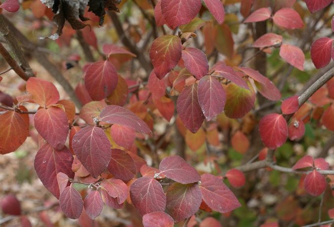 Spice Girl Viburnum 5347