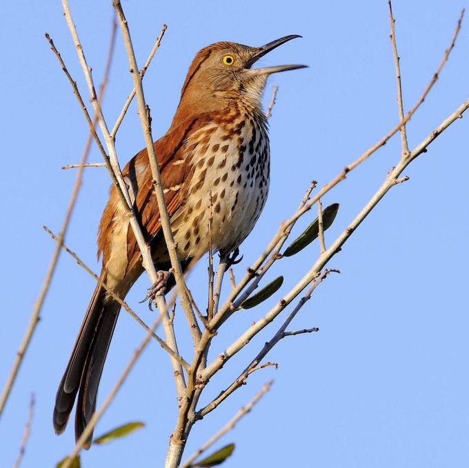 brown thrasher singing