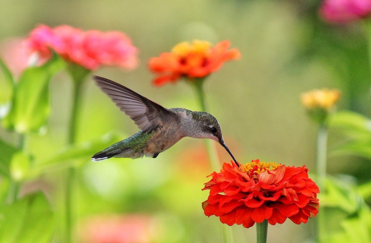 zinnia red hummingbird flowers