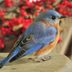 How to Identify an Eastern Bluebird