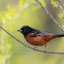 How to Identify an Orchard Oriole