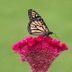 Top 10 Fall Annuals to Keep Your Garden Blooming
