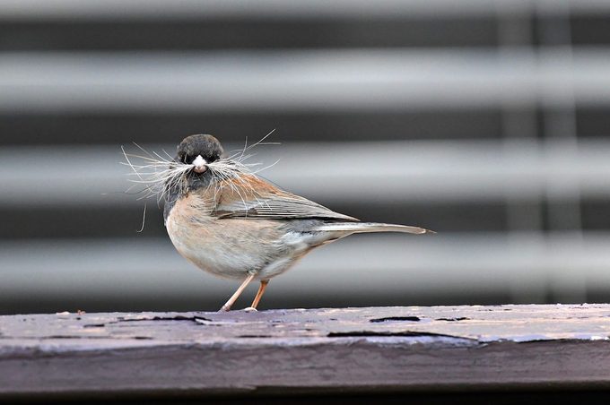 dark-eyed junco with nesting material