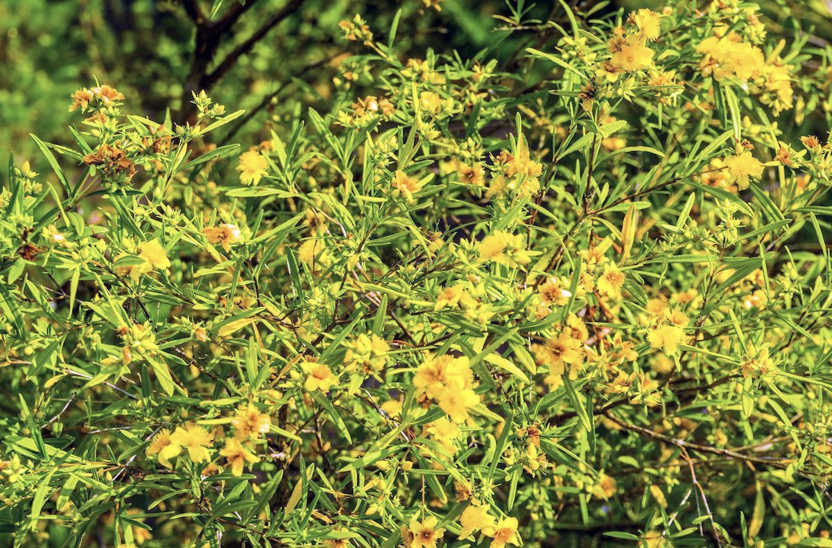 Kalm's St. Johns Worth Bush, Cultivar Sunny Boulevard, Popular Tropical Ornamental Plant Specie From America