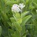 17 Blooming Bushes That Attract Butterflies