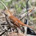 Brown Thrasher: An Elusive, Musical Songbird