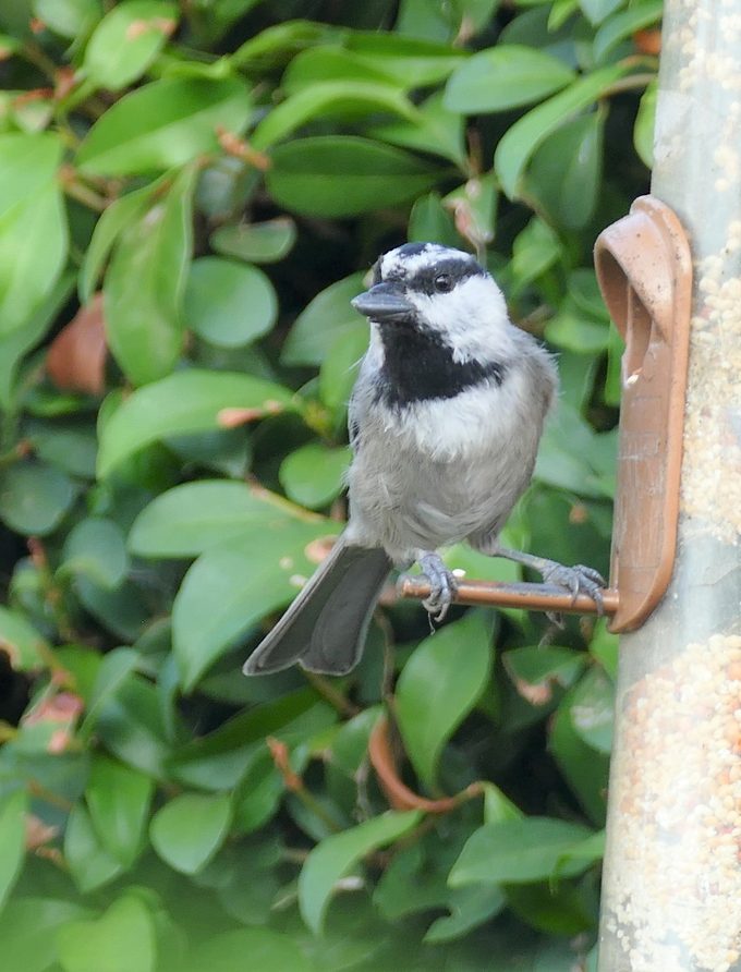 mountain chickadee on a feeder