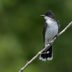 How to Identify an Eastern Kingbird